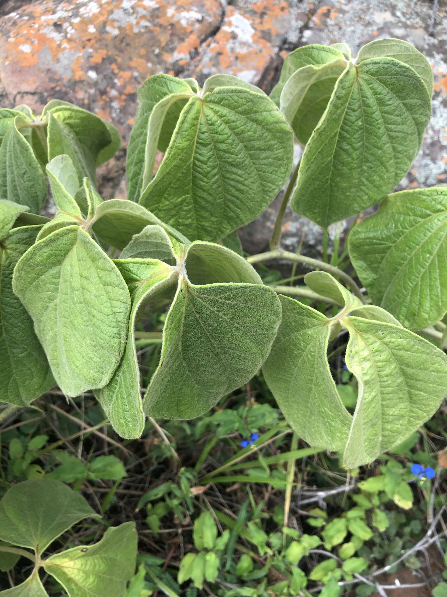 Dioscorea dregeana (Kunth) T. Durand & Schinz的圖片