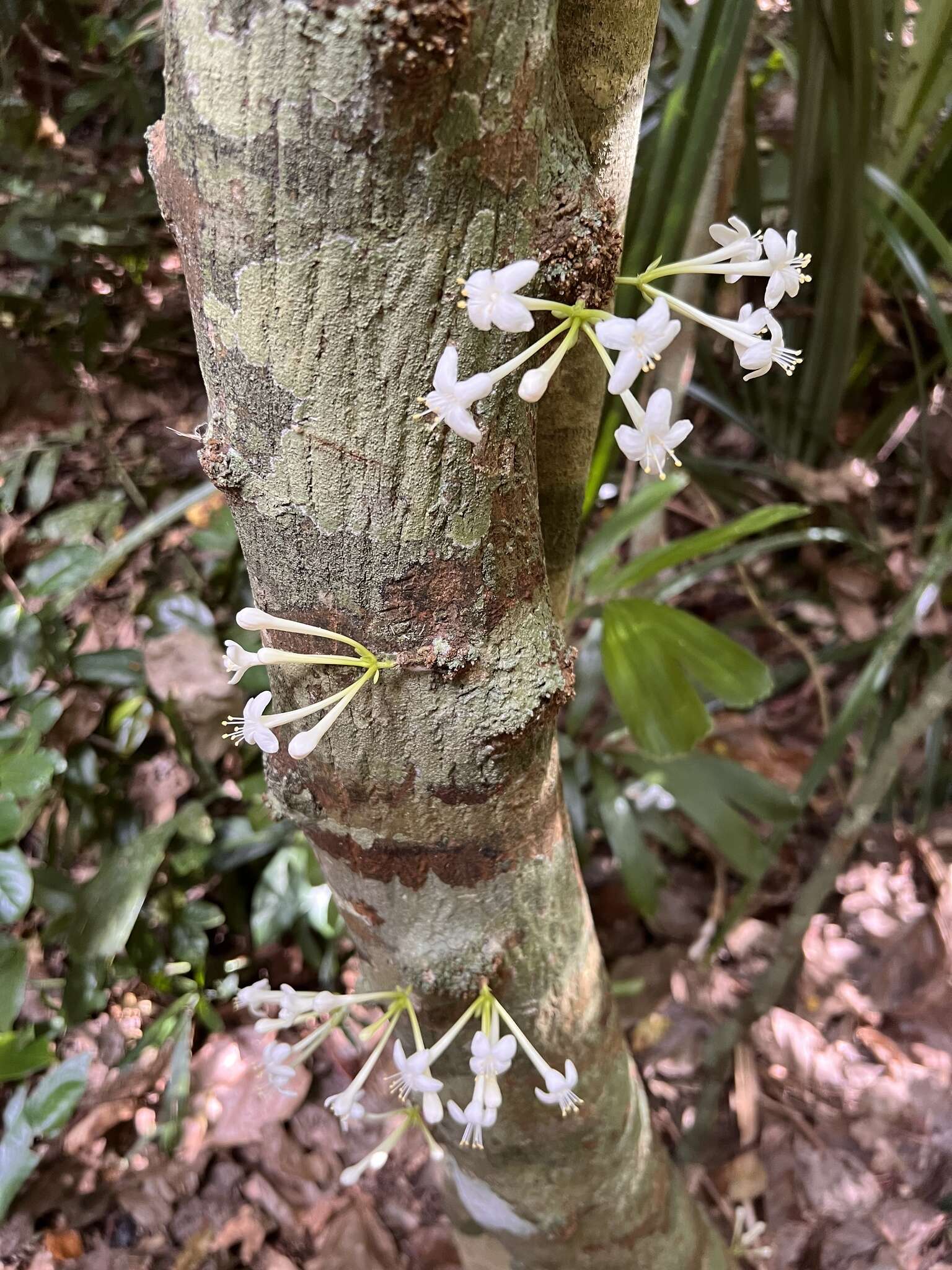 Image of Phaleria clerodendron F. Müll. ex Benth.