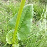 Image of Psacalium silphiifolium (B. L. Rob. & Greenm.) H. Rob. & Brettell