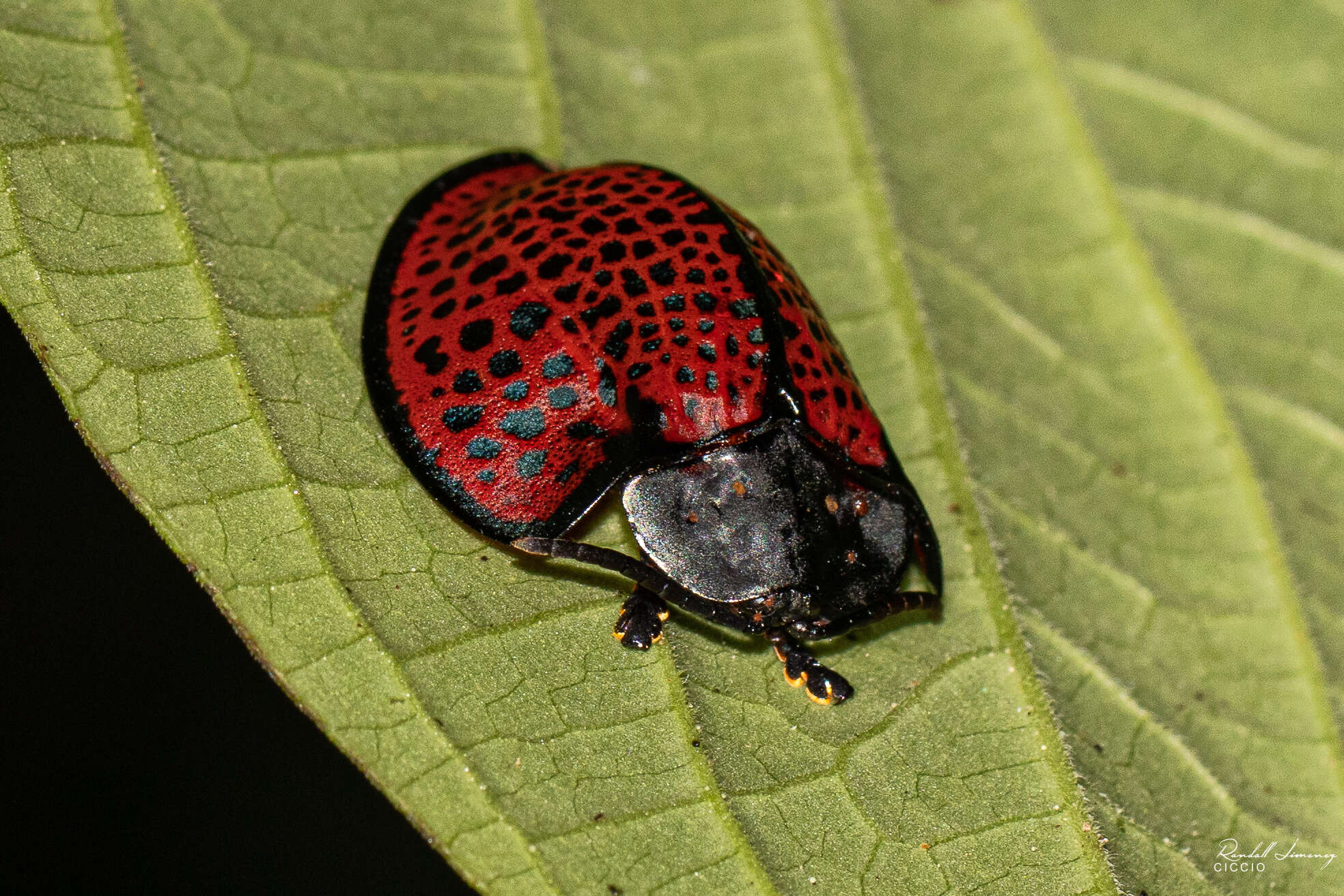 Image of Eugenysa columbiana (Boheman 1850)