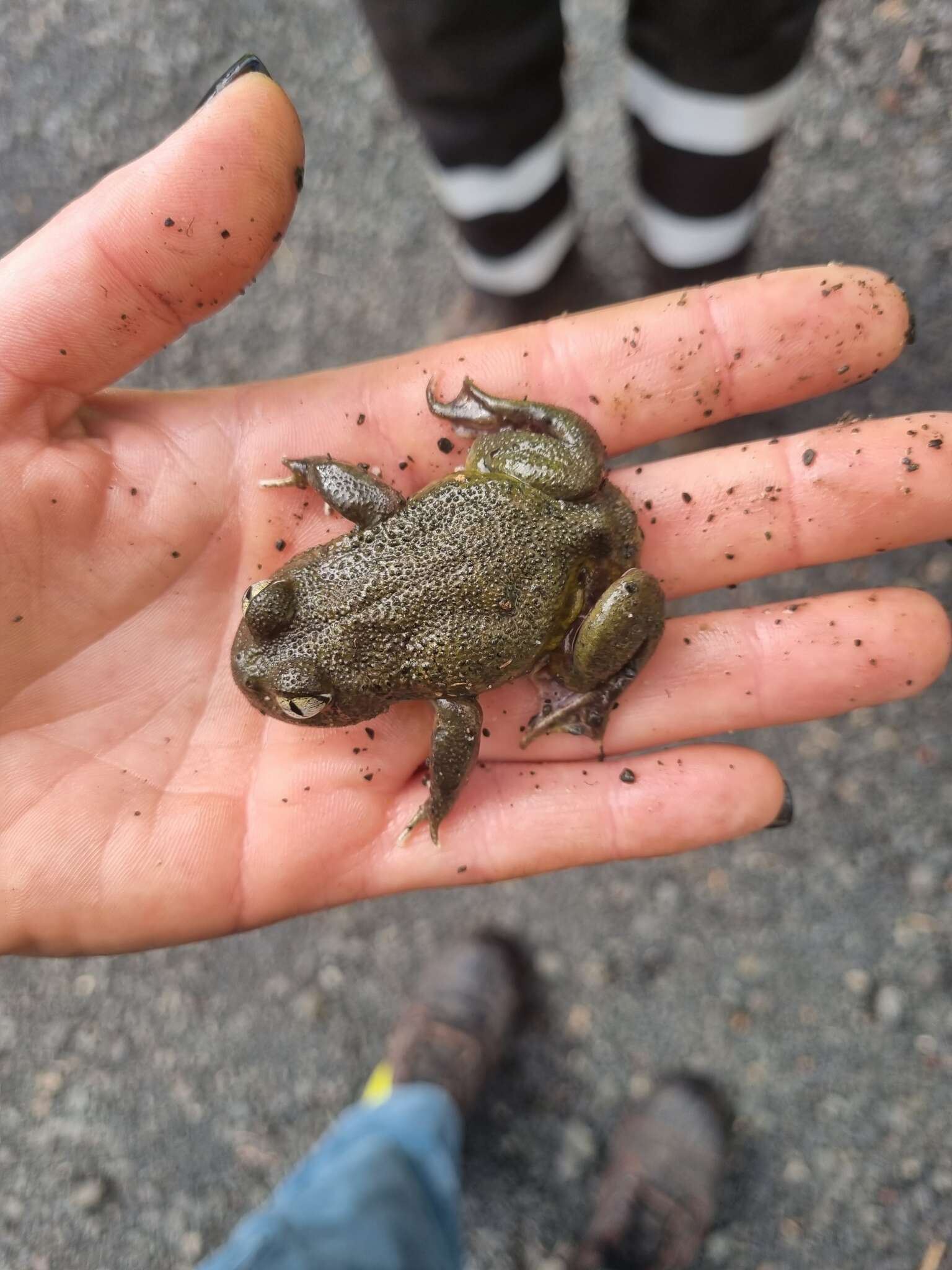 Image of Painted Burrowing Frog