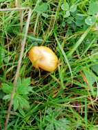 Image of Hygrocybe ceracea (Sowerby) P. Kumm. 1871