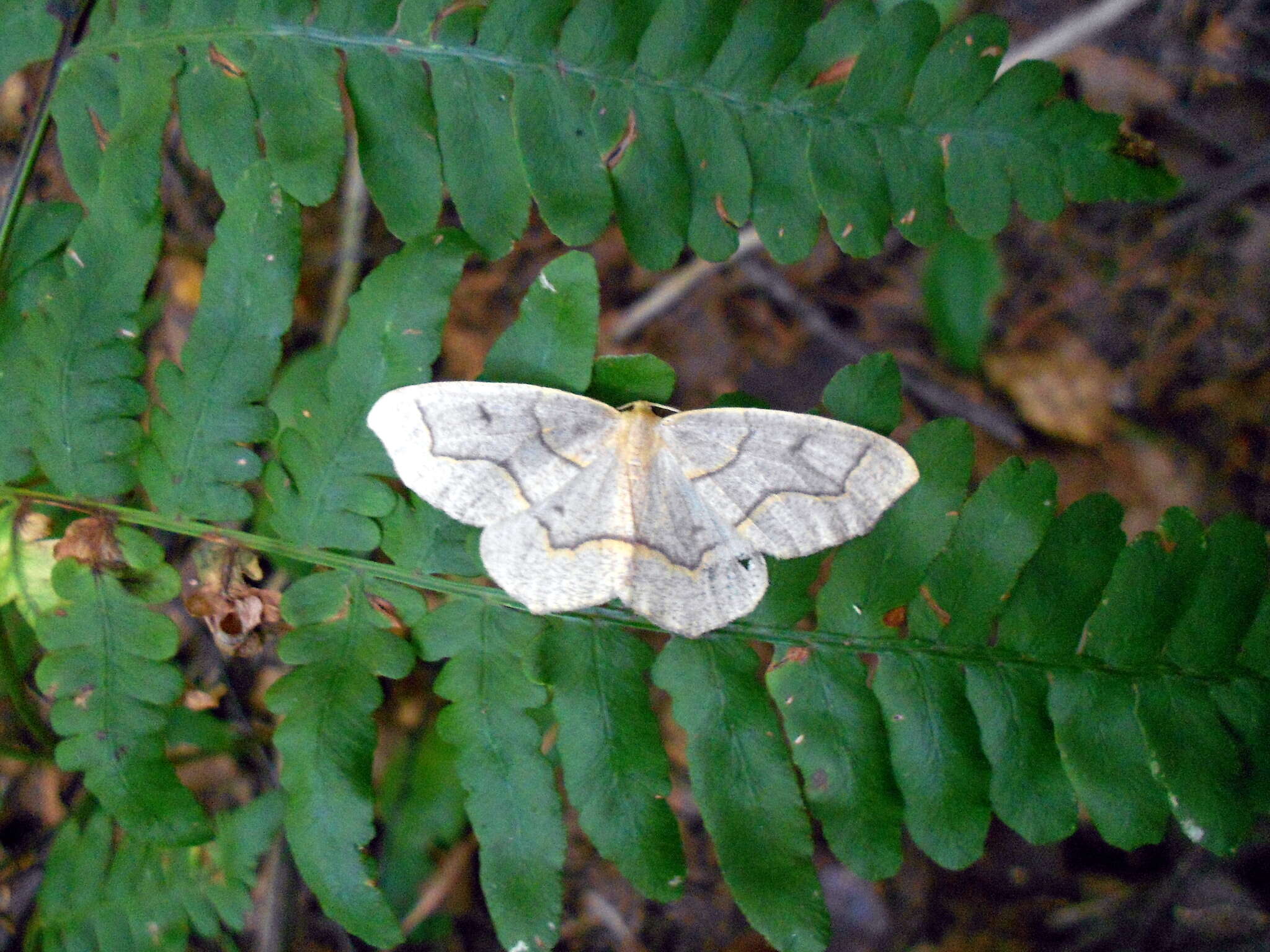 Image of Hemlock Looper