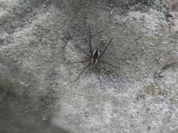 Image of Dolomedes holti Carico 1973