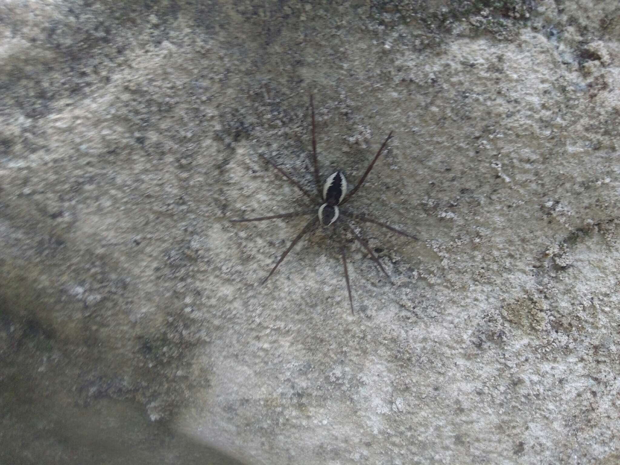 Plancia ëd Dolomedes holti Carico 1973