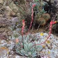 Image of Echeveria subalpina Rose & Purpus