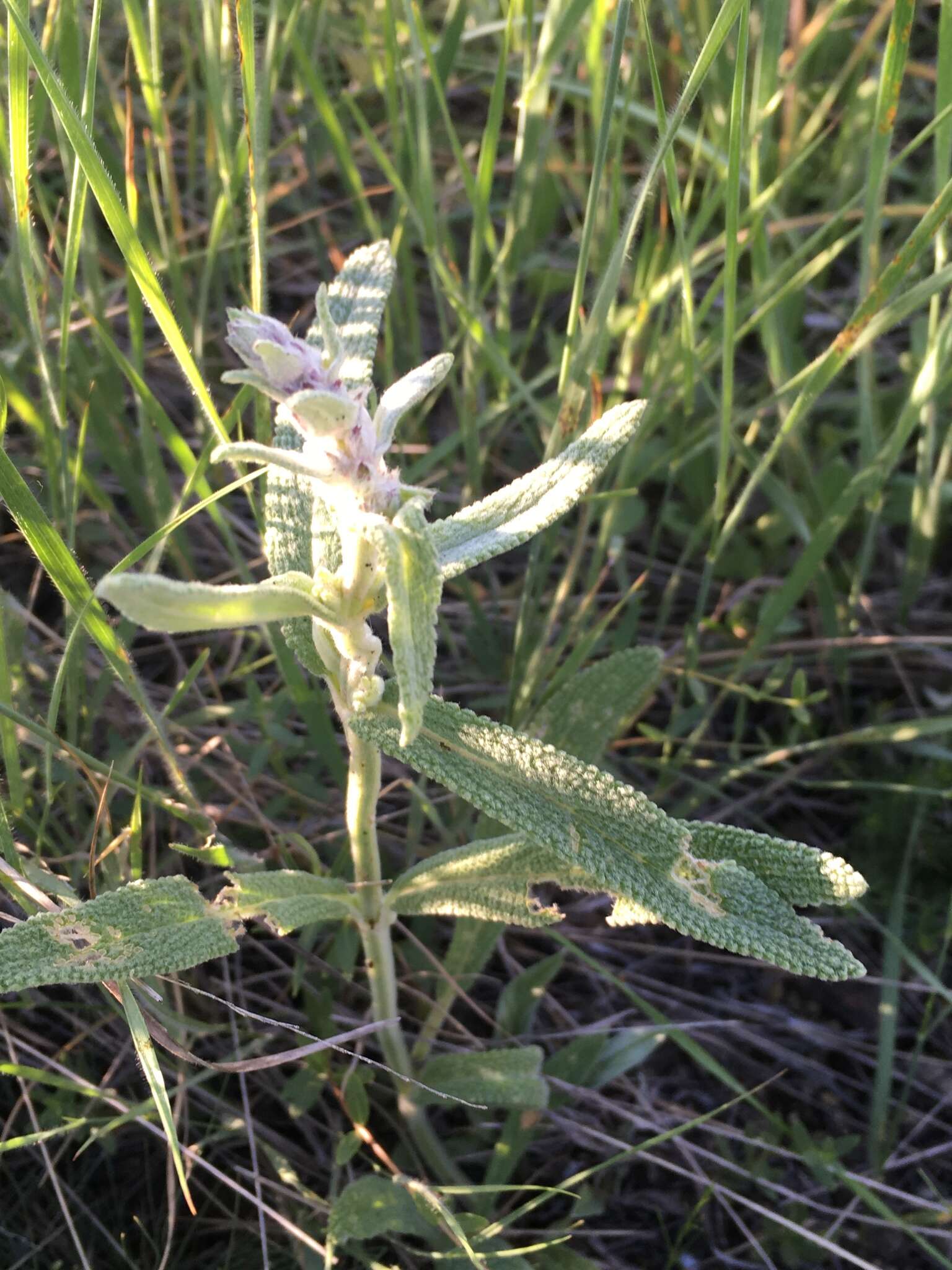 Stachys cretica L. resmi