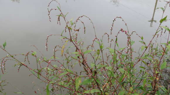 Image of Persicaria pubescens (Bl.) Hara