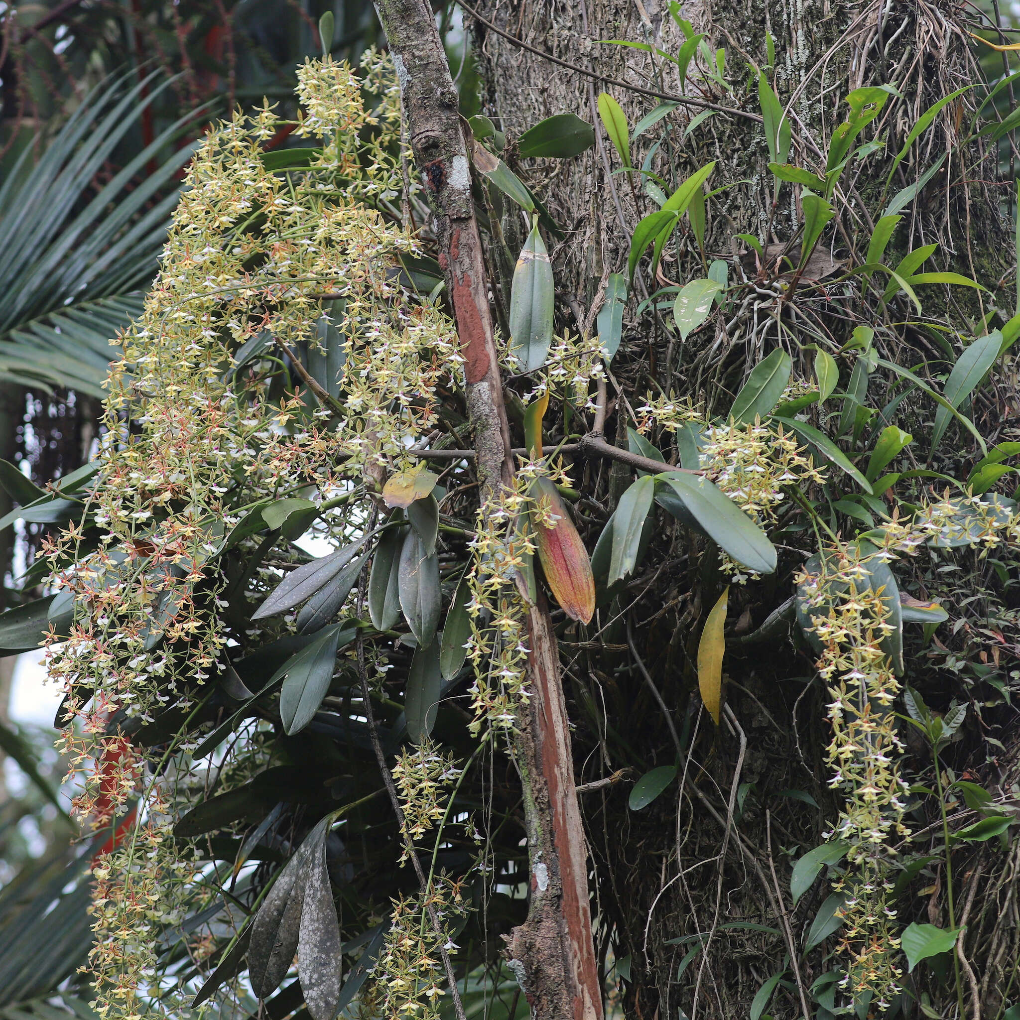 Image of Mr. Stamford’s Epidendrum