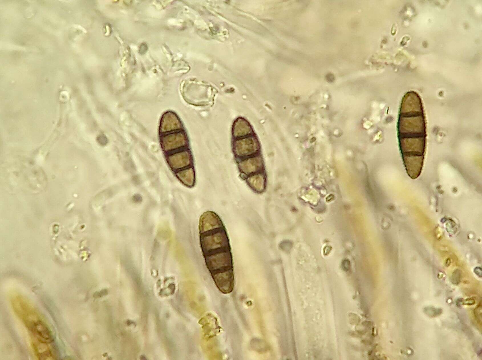 Image of Didymocyrtis ramalinae (Roberge ex Desm.) Ertz, Diederich & Hafellner 2015