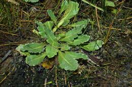 Image of Senecio breviscapus DC.