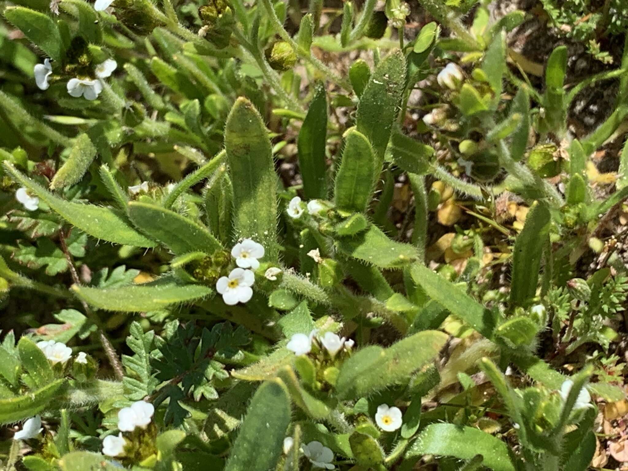 Plancia ëd Plagiobothrys nothofulvus (A. Gray) A. Gray