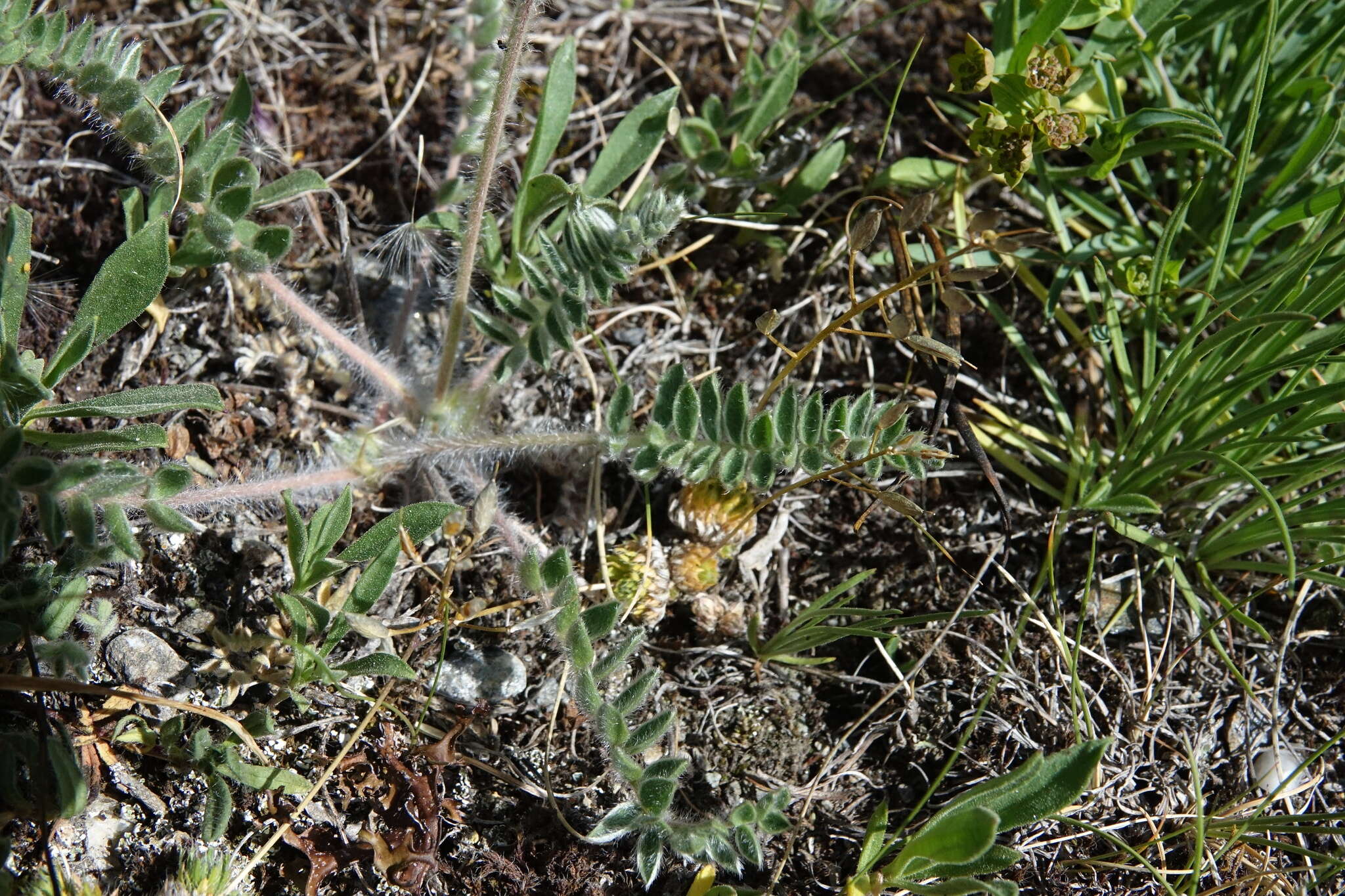 Plancia ëd Oxytropis halleri Koch