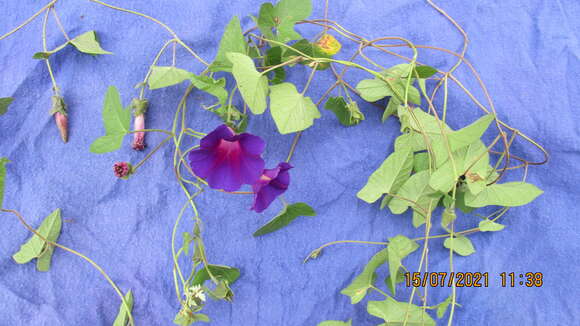 Image of Ipomoea emetica Choisy