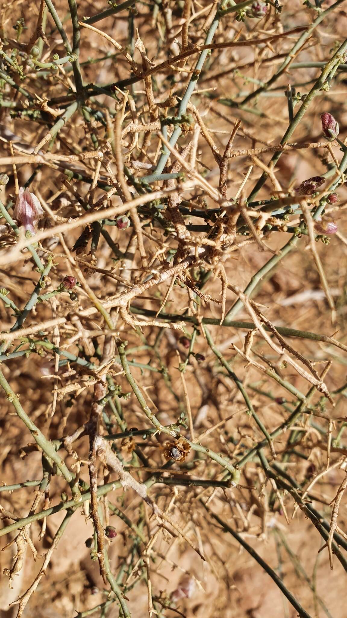 Image of Acanthorrhinum ramosissimum (Coss. & Durieu) Rothm.