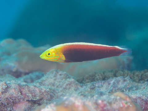 Image of Rainbow wrasse