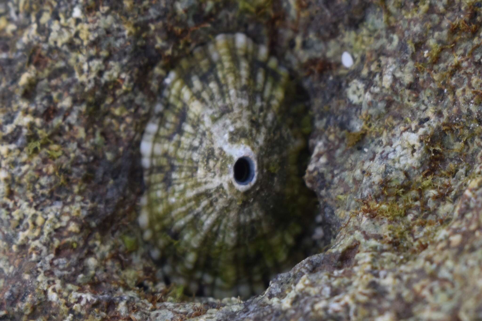 Image of Barbados key-hole limpet