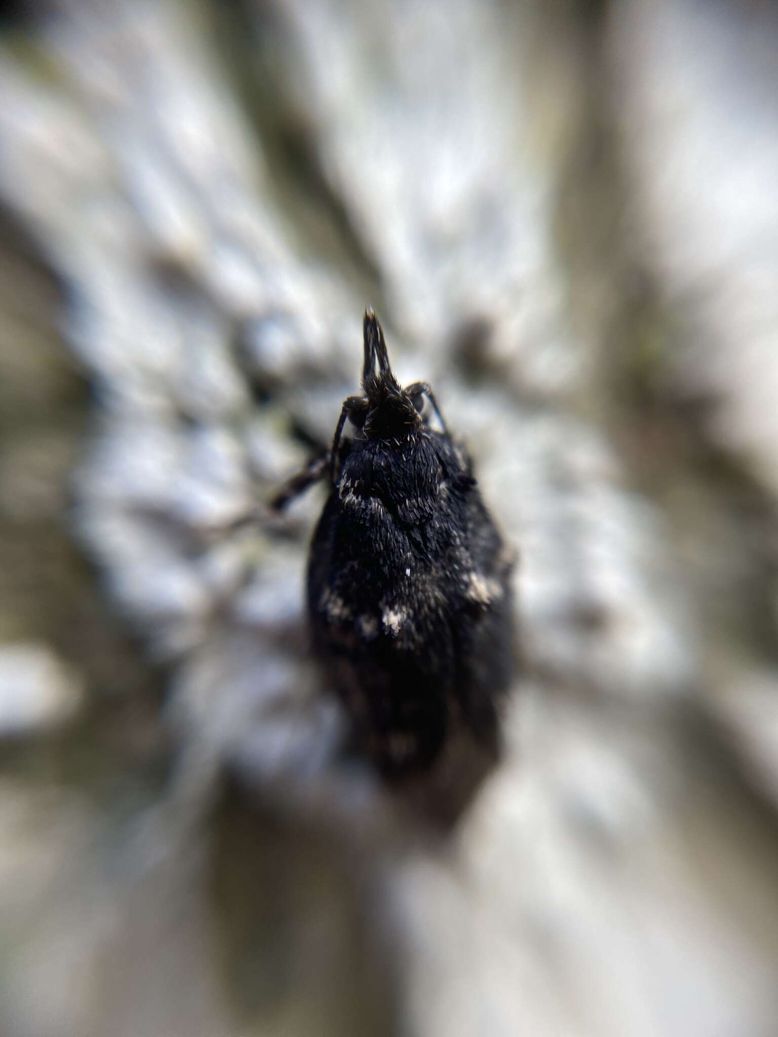 Image of March Tubic