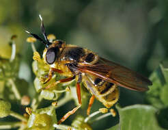 Image of Golden hoverfly