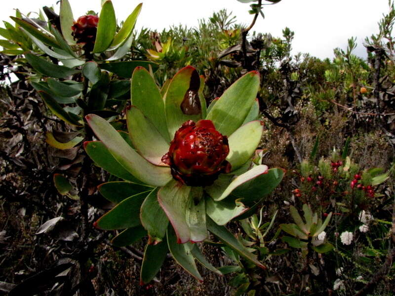 Image of spicy conebush