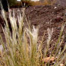 Image de Stipagrostis raddiana (Savi) De Winter