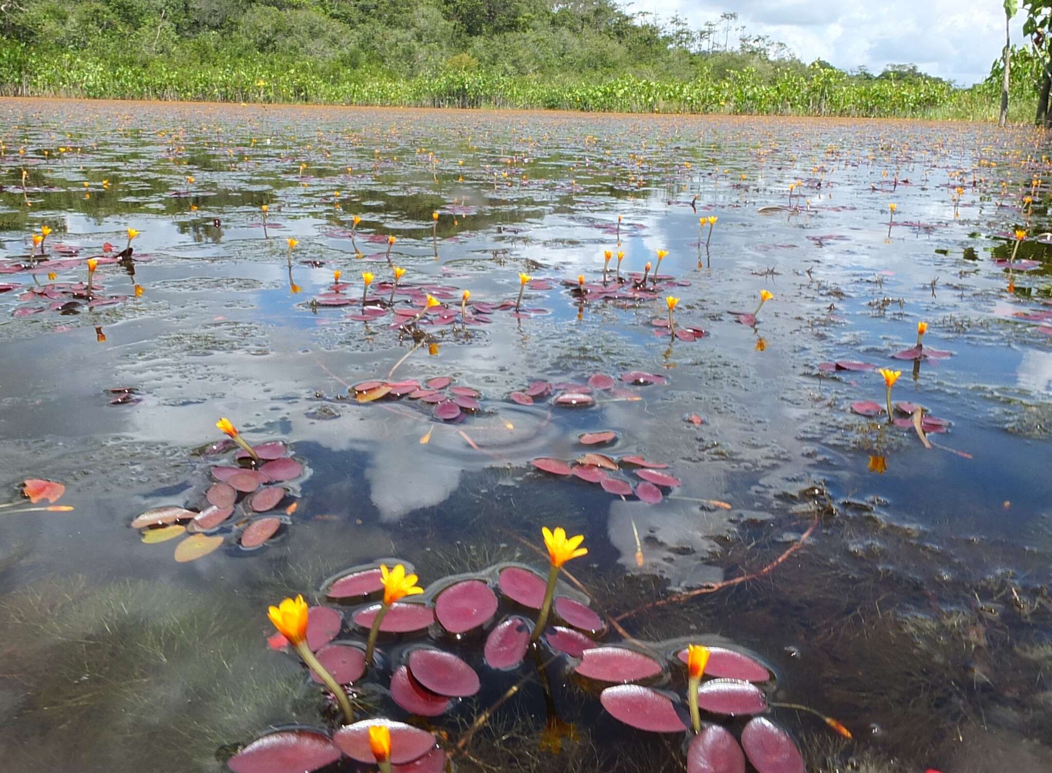 Image de Cabomba aquatica Aubl.