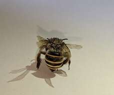 Image of Anthophora marginata Smith 1854