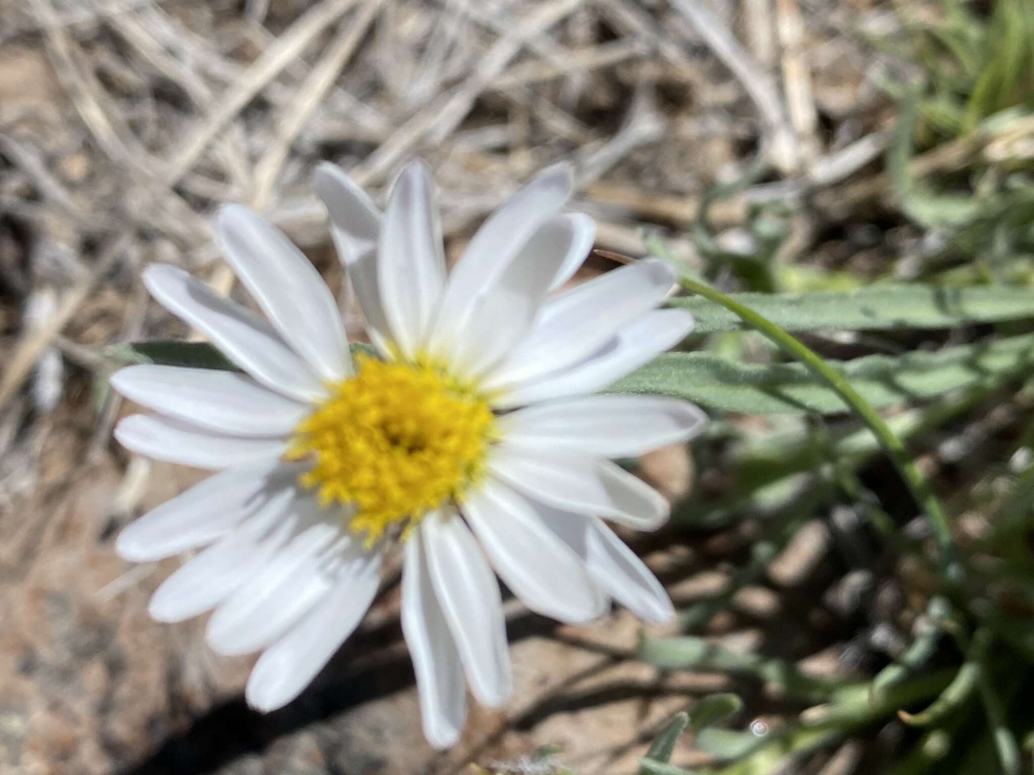 Image de Erigeron eatonii var. nevadincola (S. F. Blake) G. L. Nesom