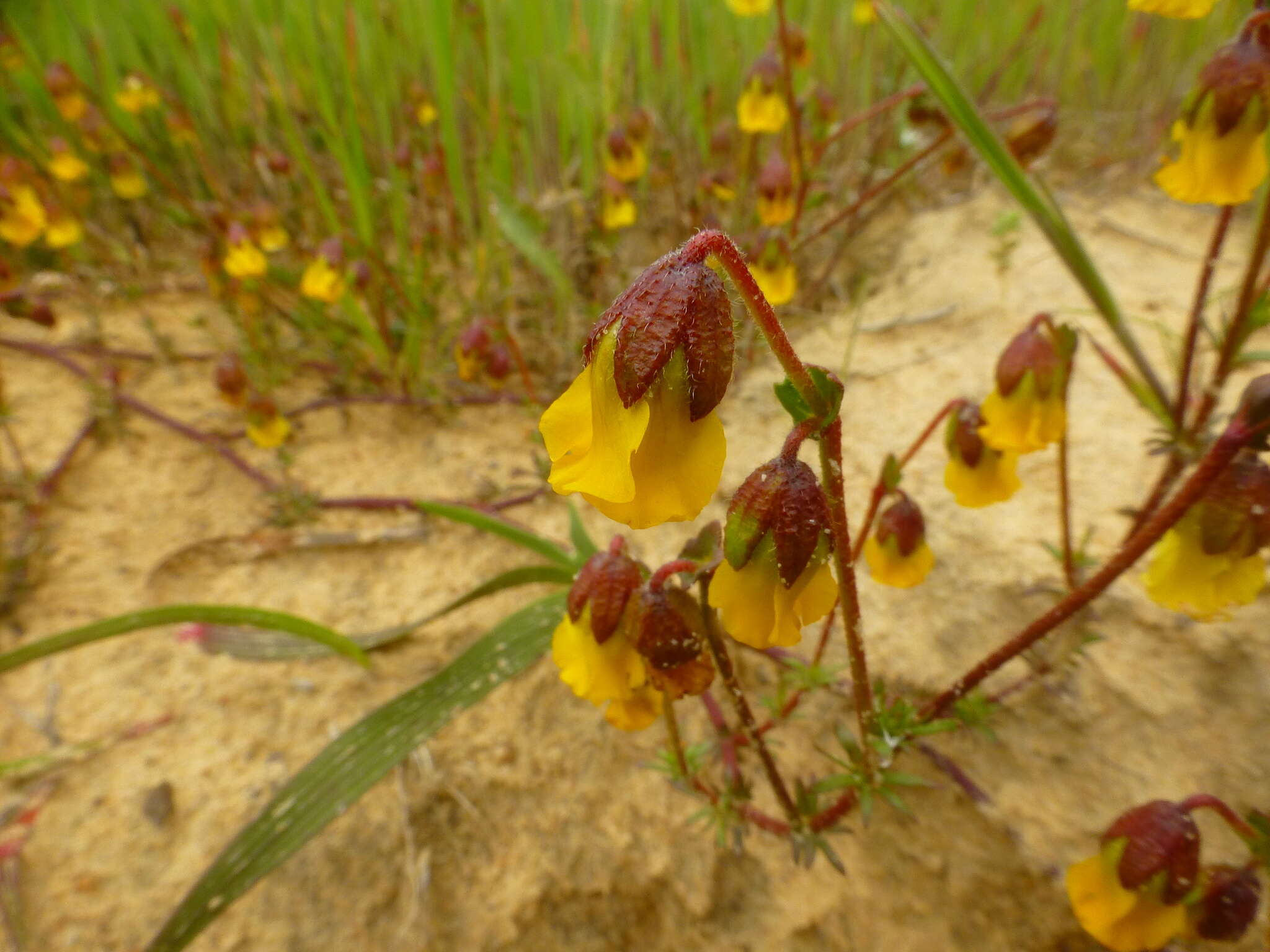 Image of Hermannia pinnata L.