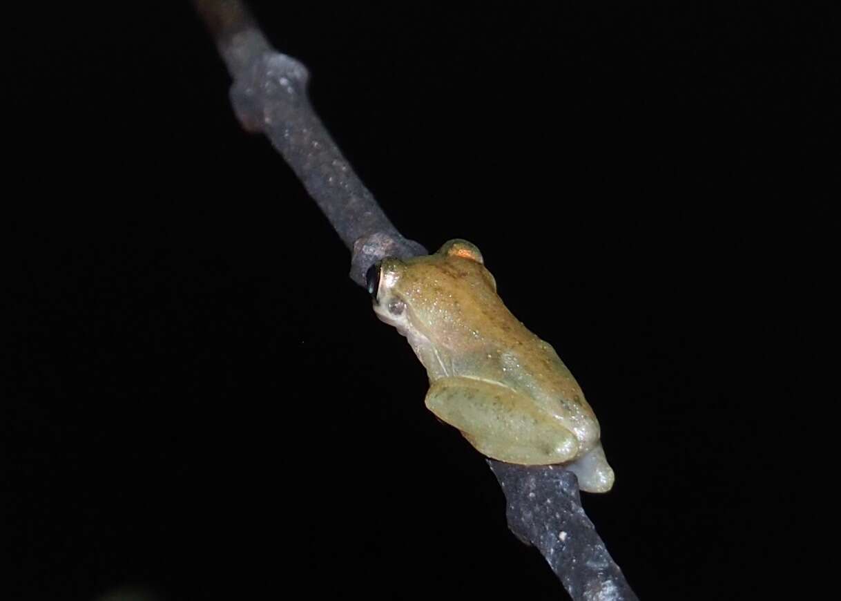 Image of Fowler's snouted tree frog