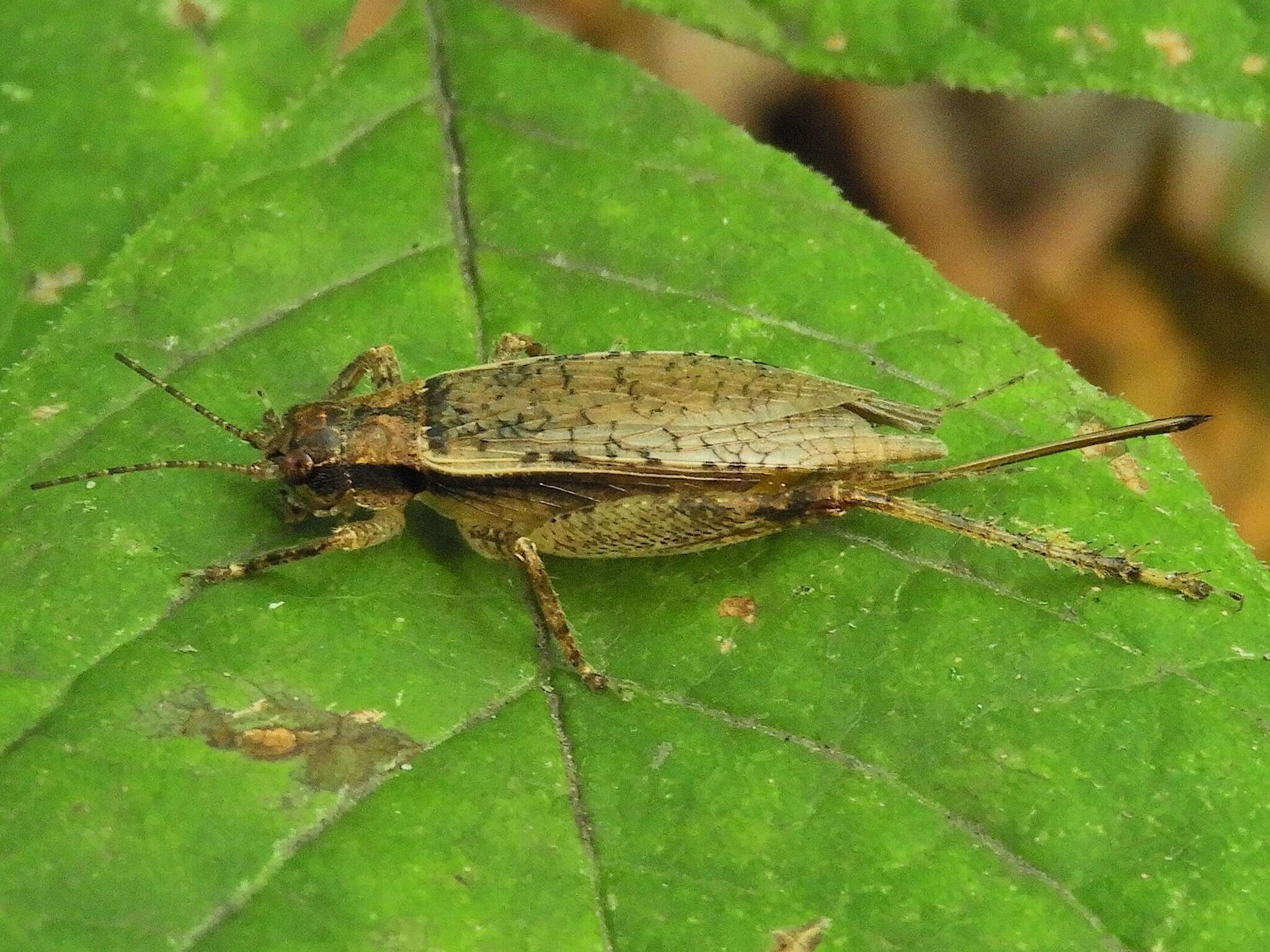 Image of Jumping Bush Cricket