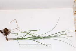 Слика од Carex brizoides L.