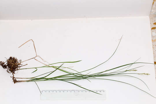 Image of quaking-grass sedge