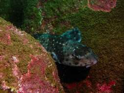 Image of Chilean Catshark