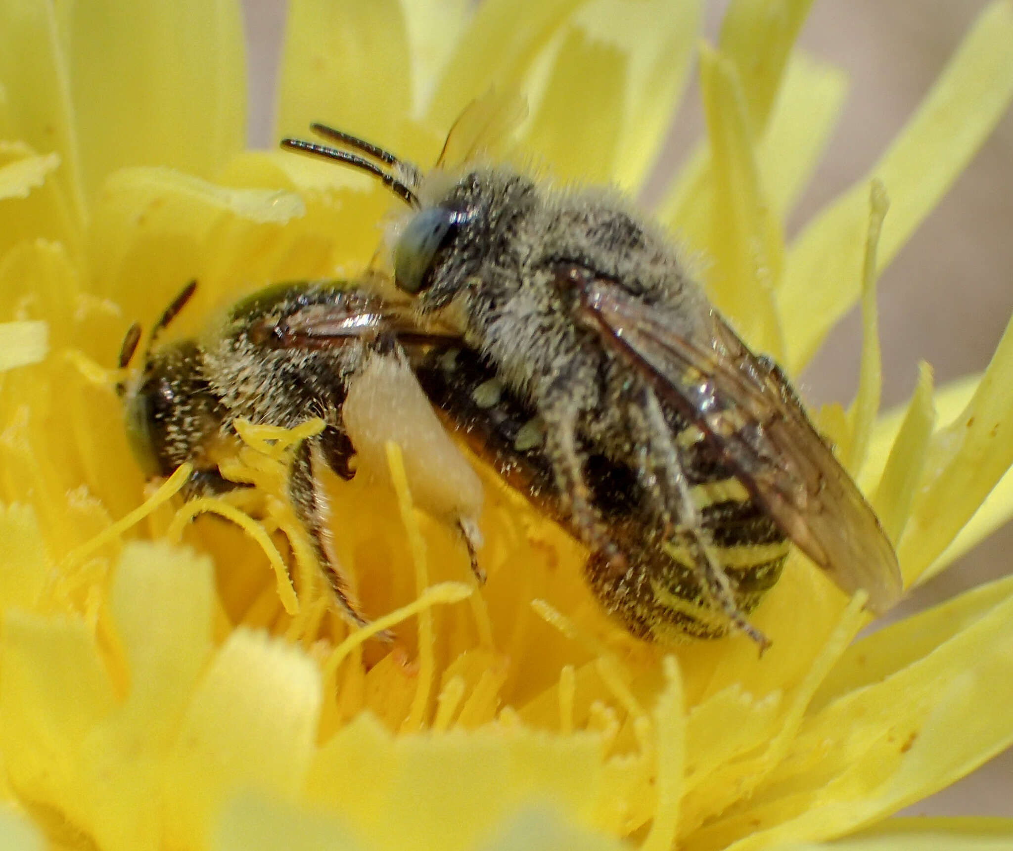 Image of Calliopsis puellae (Cockerell 1933)