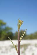 Image of Brassica elongata subsp. pinnatifida (Schmalh.) Greuter & Burdet