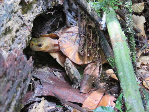 Image of Common Tortoise