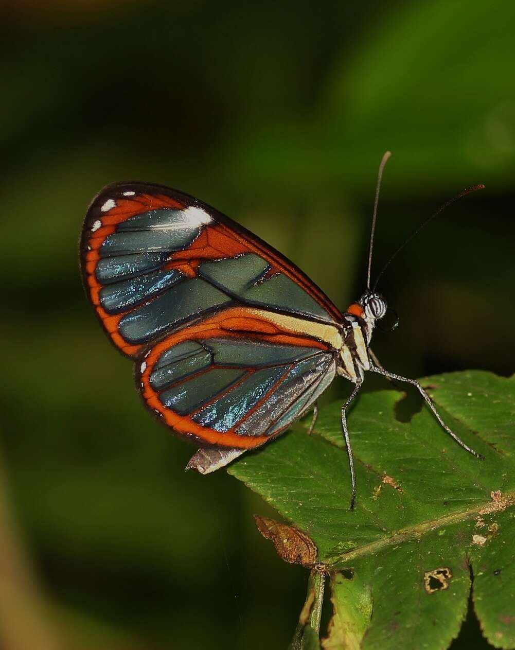 Imagem de Ithomia diasia hippocrenis Bates 1866