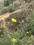 Image de Coreopsis maritima (Nutt.) Hook. fil.