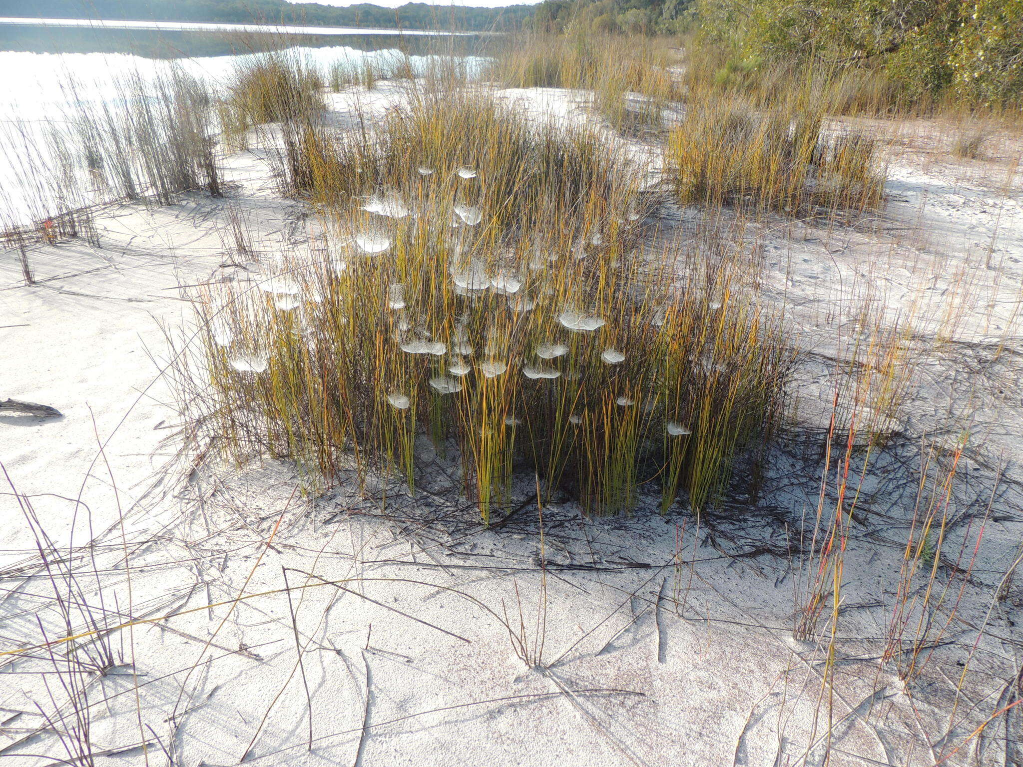 Image of Cyrtobill darwini Framenau & Scharff 2009