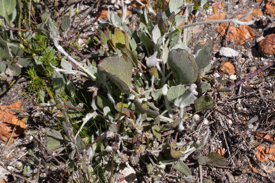 Image of Centella difformis (Eckl. & Zeyh.) Adamson