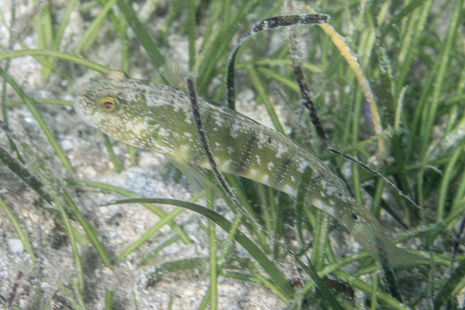 Image of Sphinx goby