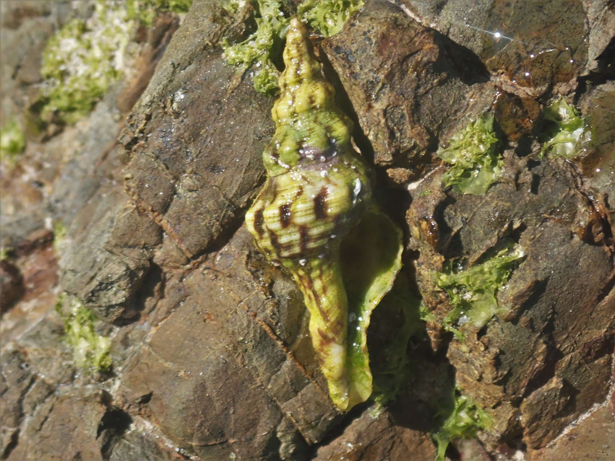 Image of Marmorofusus nicobaricus (Röding 1798)