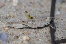 Image of Seaside Grasshopper