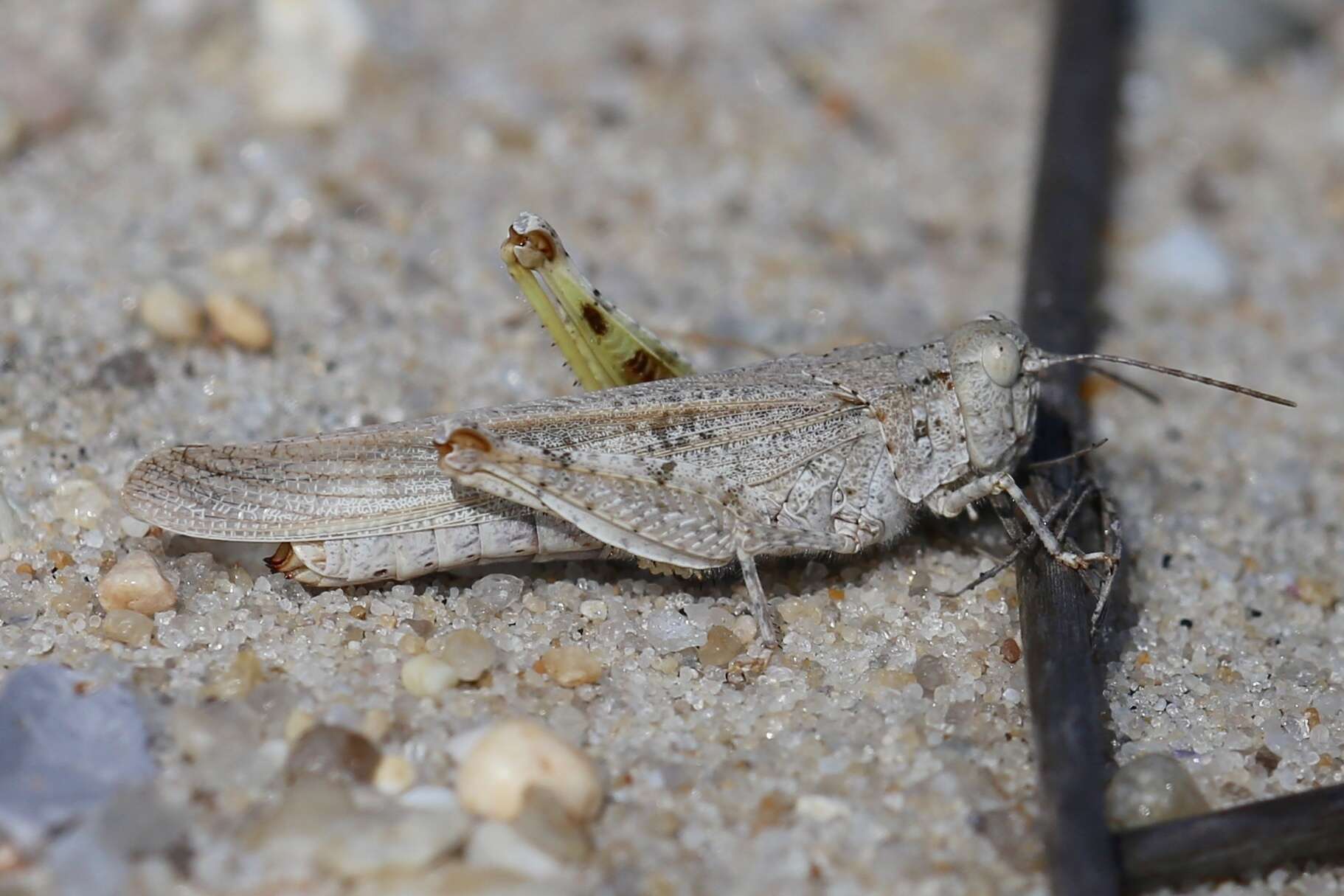 Trimerotropis maritima (Harris & T. W. 1841)的圖片