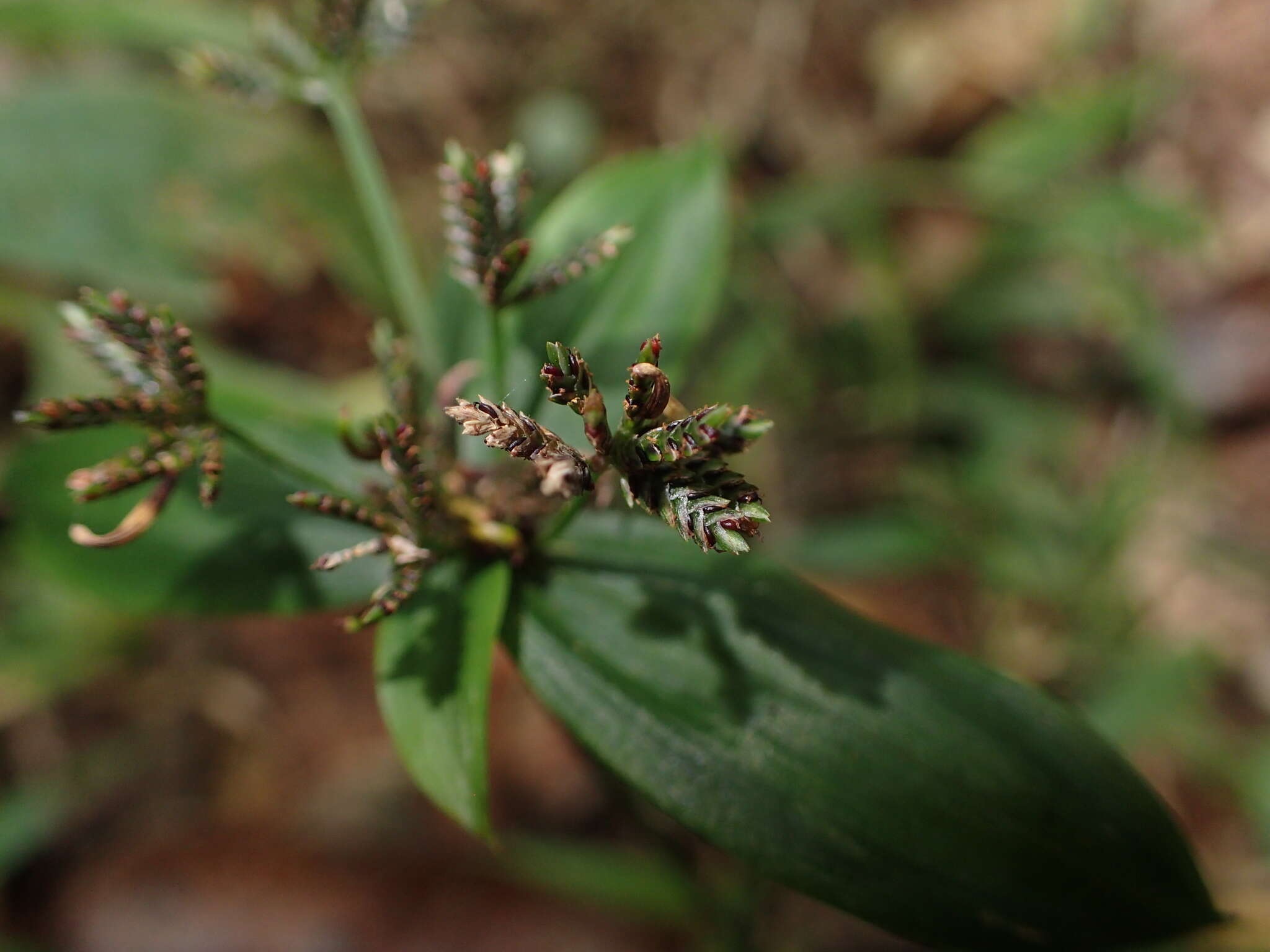 Image of Cyperus sciaphilus Cherm.