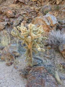 Image de Cylindropuntia fosbergii (C. B. Wolf) Rebman, M. A. Baker & Pinkava