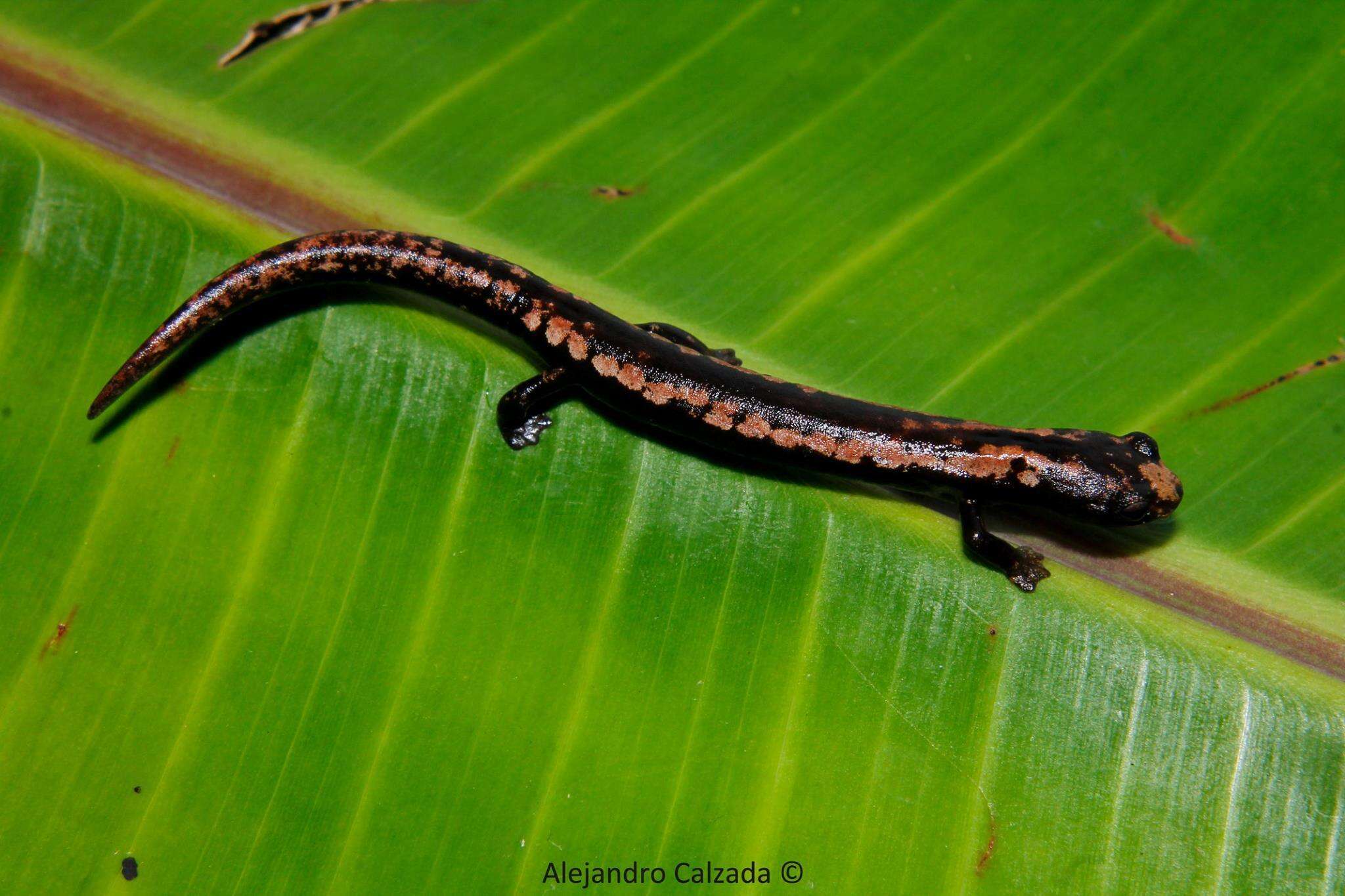 Imagem de Bolitoglossa mexicana Duméril, Bibron & Duméril 1854