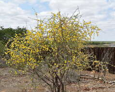 Imagem de Rhigozum brevispinosum Kuntze