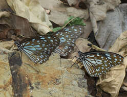 Image of Tirumala limniace exoticus